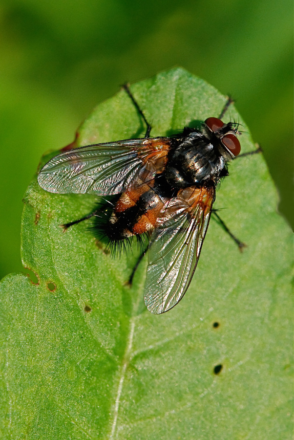 Volucella