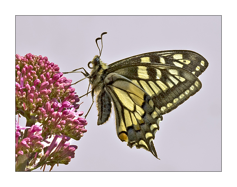 Papilio machaon