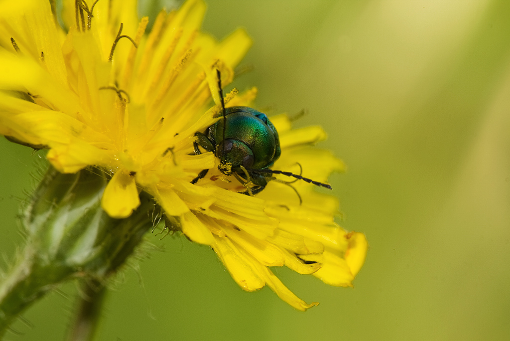 Mangio ....................devo crescere