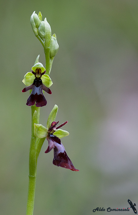 Ophrys insectifera