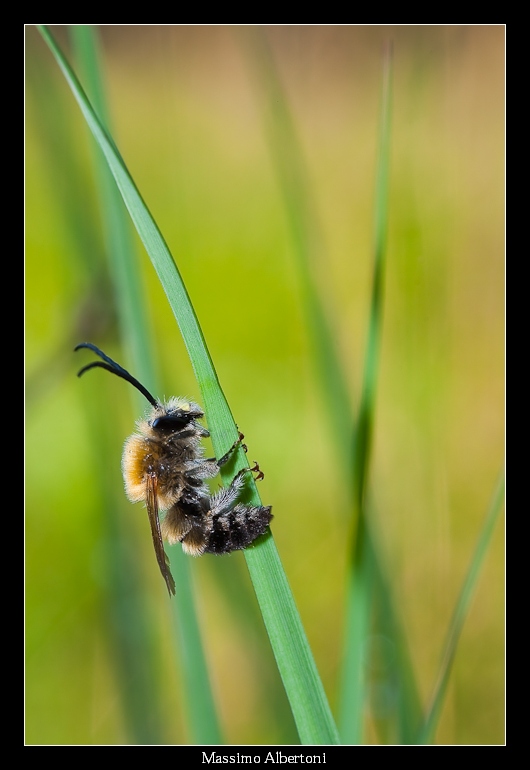 Imenottero (02 maggio 2009)