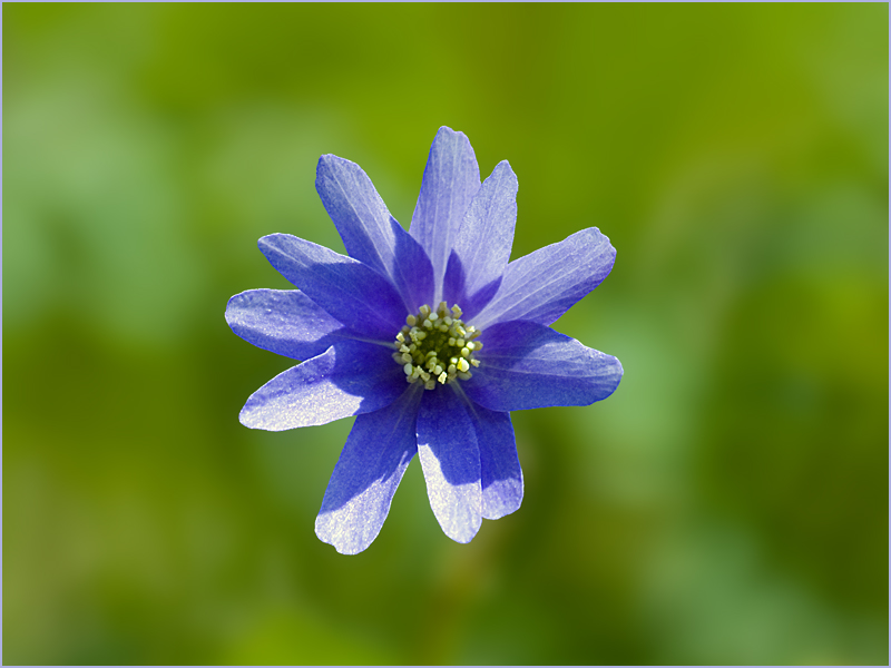 Una ritoccatina al simpatico violetto