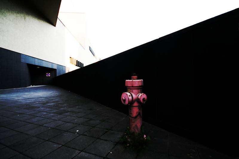 Funghi Metropolitani