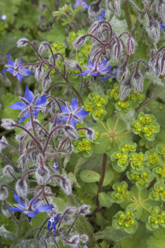 Rigogliose simmetrie