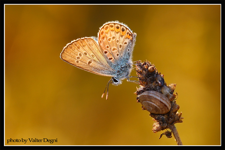 Licenide in un caldo controluce