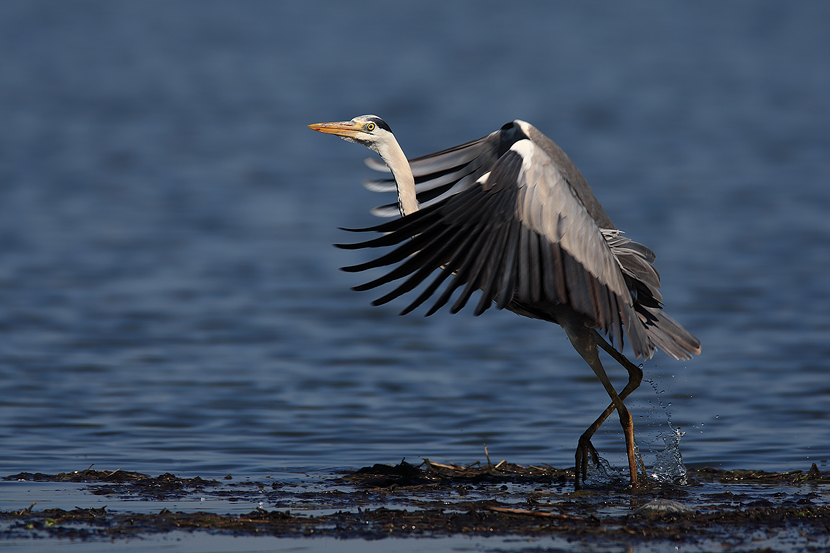 Manovra Di Decollo...