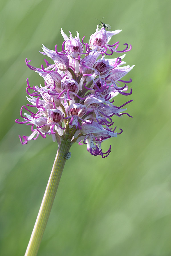 Orchis Simia