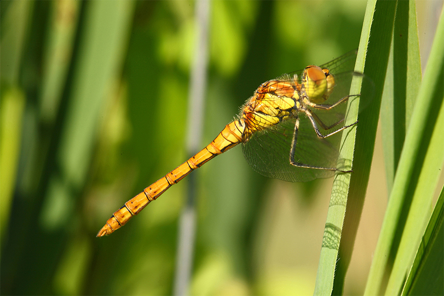 Libellula.