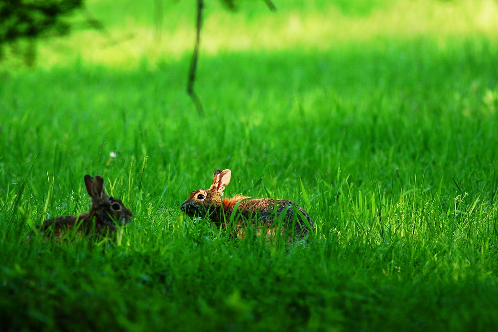 Lepri selvatiche in ambiente naturale