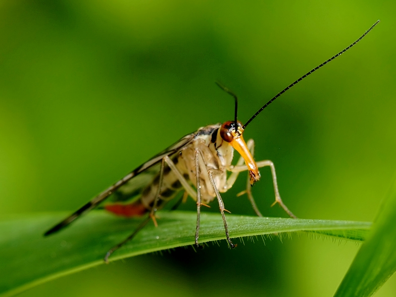 Mosca scorpione