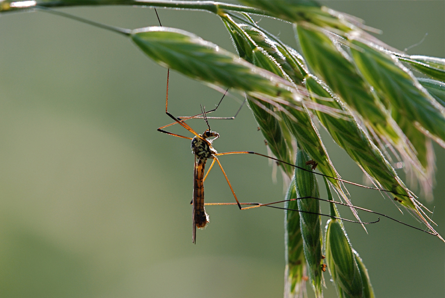 Tipula in controluce