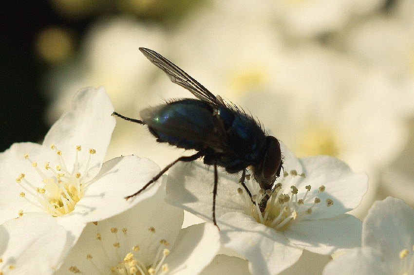 dal fiore alla.....terra