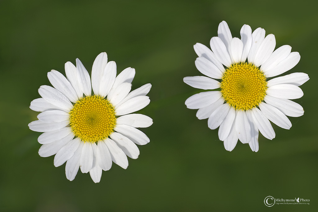 ritratto di margherite