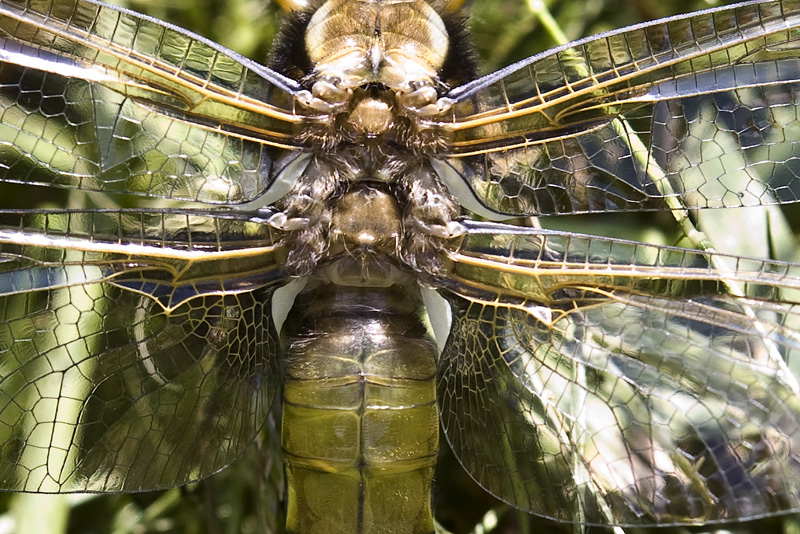 Libellula: ali