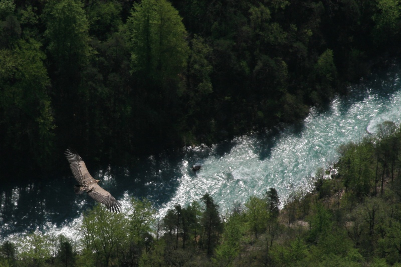 da predatore a preda