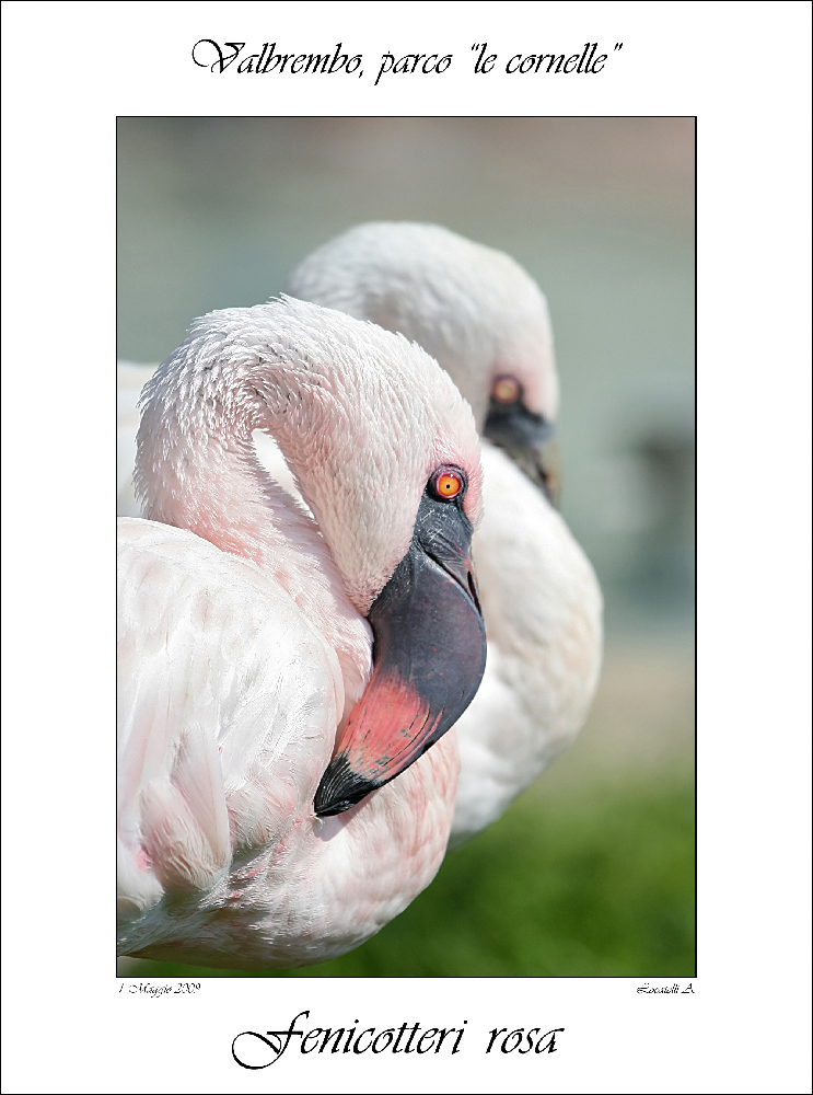 Fenicotteri rosa