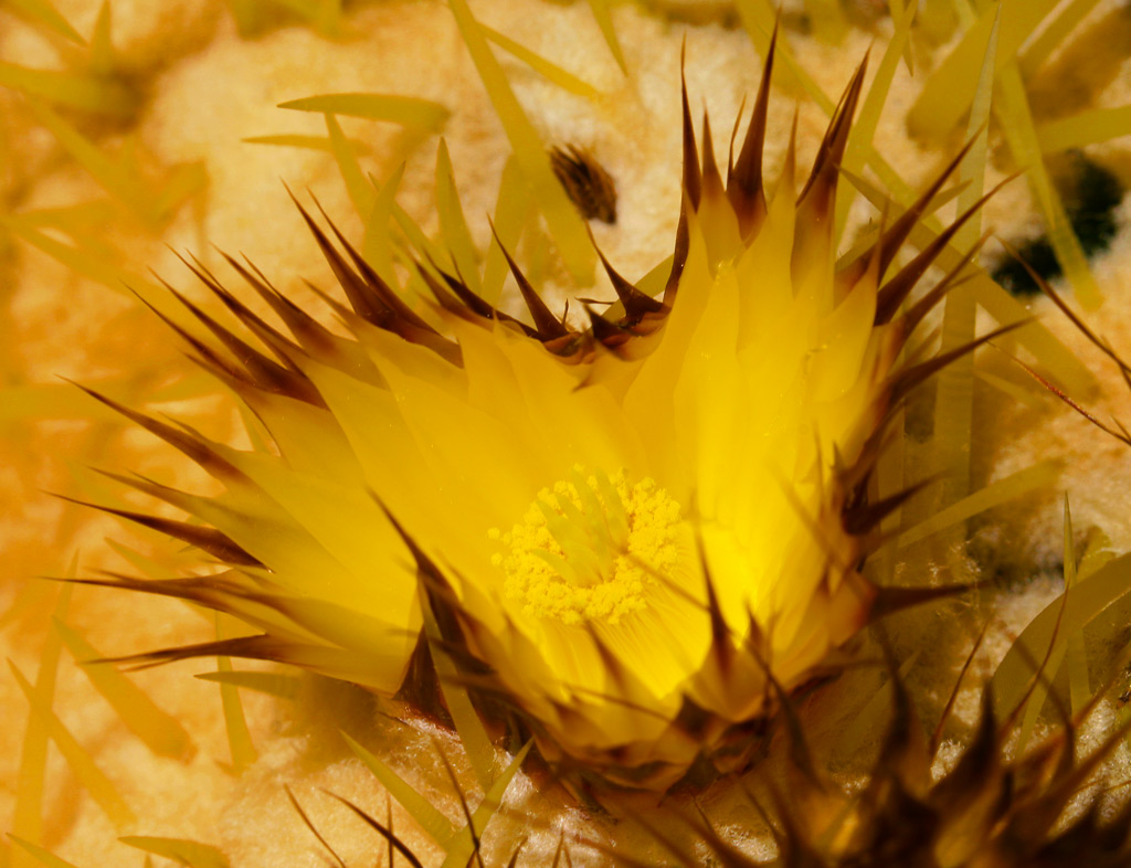 FIORE DI CACTUS