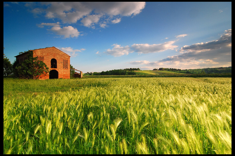 Spighe paesaggio Vald'elsa -Toscana