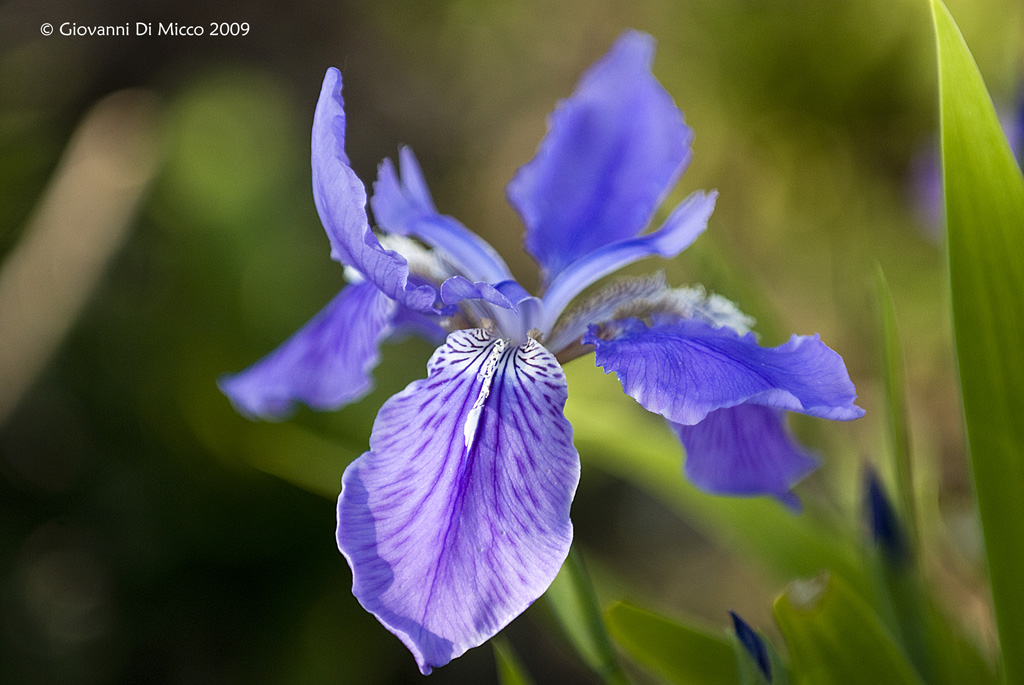 Un Fiore alla Reggia di Venaria