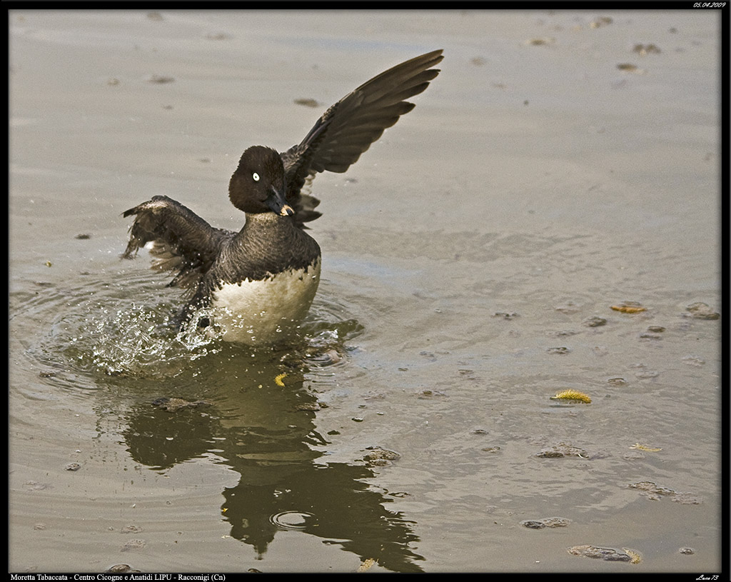 Moretta o Moretta Tabaccata?