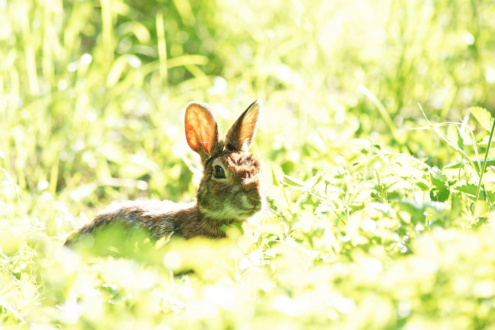 lepre selvatica high key