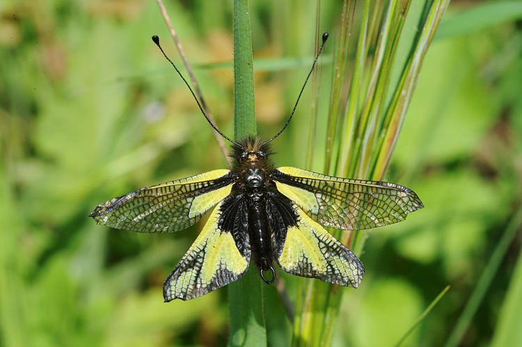 Strano insetto volante