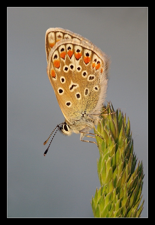 Licenide al tramonto