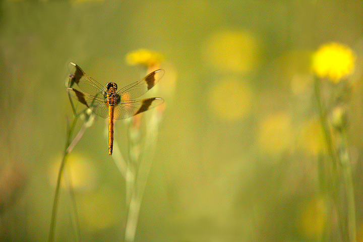 Sympetrum pedemontanum