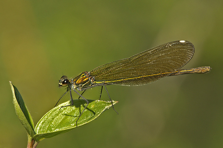 Calopteryx splendes (f)