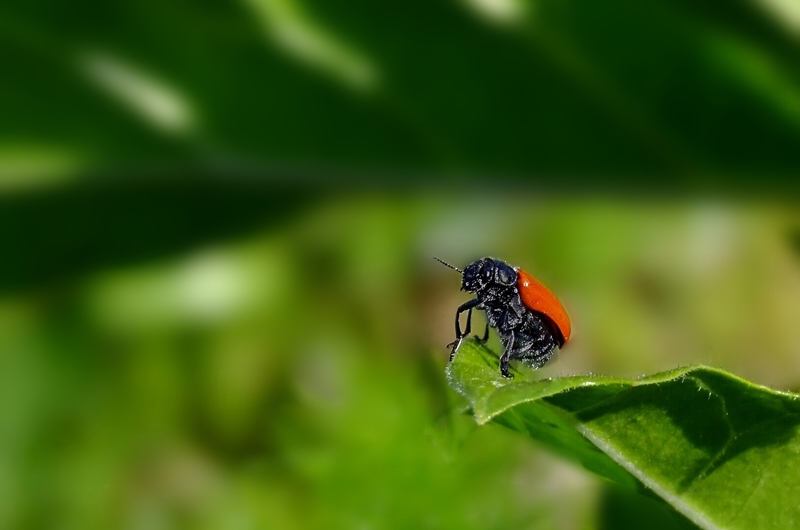 coccinella