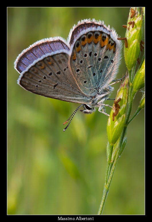 Licenide (9 maggio 2009)