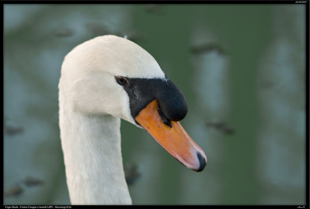 Ritratto di Cigno Reale