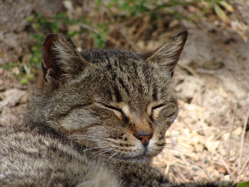 Pisolino pomeridiano