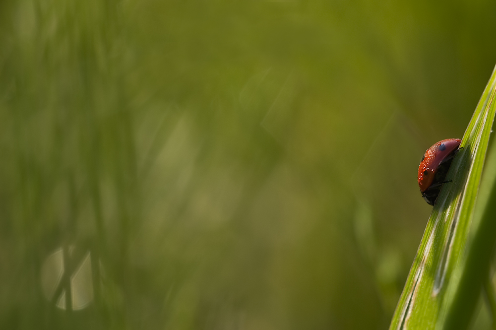 Trasposizione di sogni