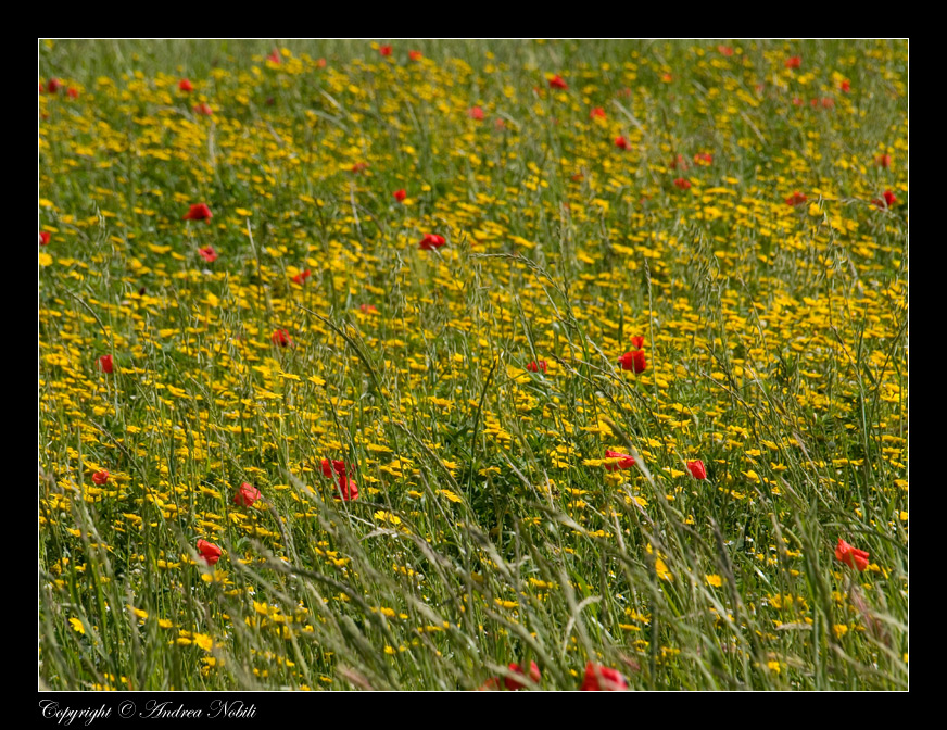 Impressonistic Flower 2