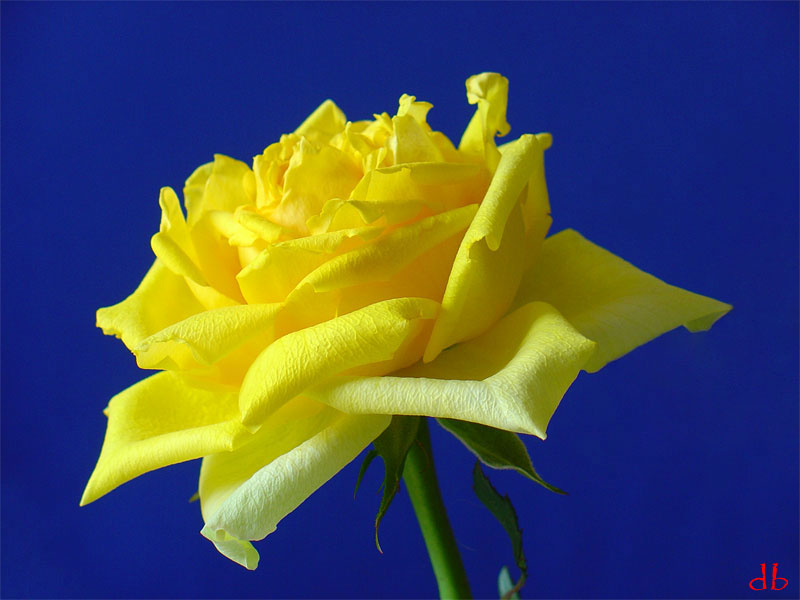 Yellow rose