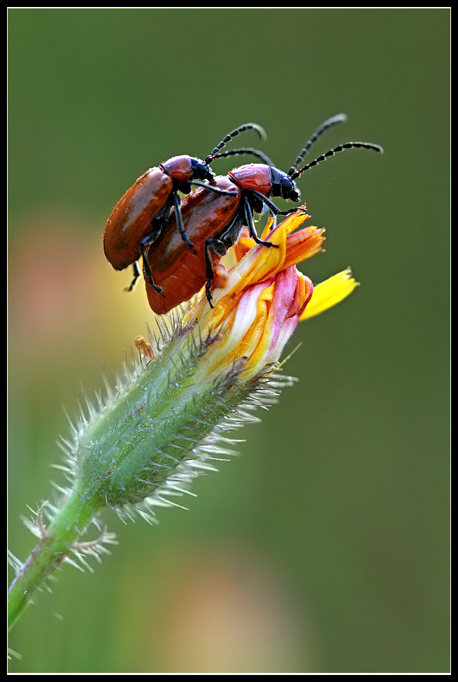 moltiplichiamoci!!!!