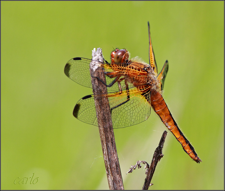 libellula