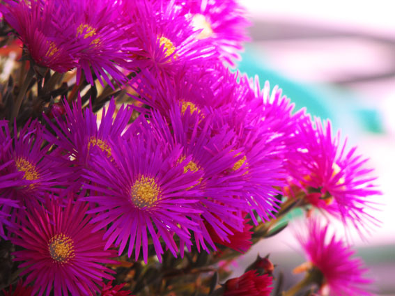 finalmente la primavera