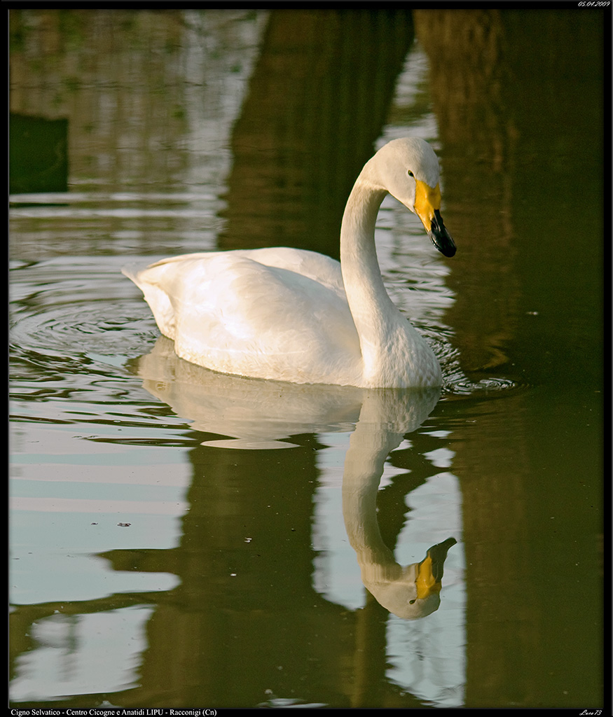 Il Riflesso del Cigno