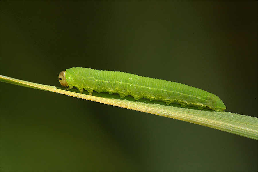 Il Bruco e la Farfalla.