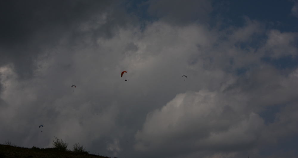 Parapendii