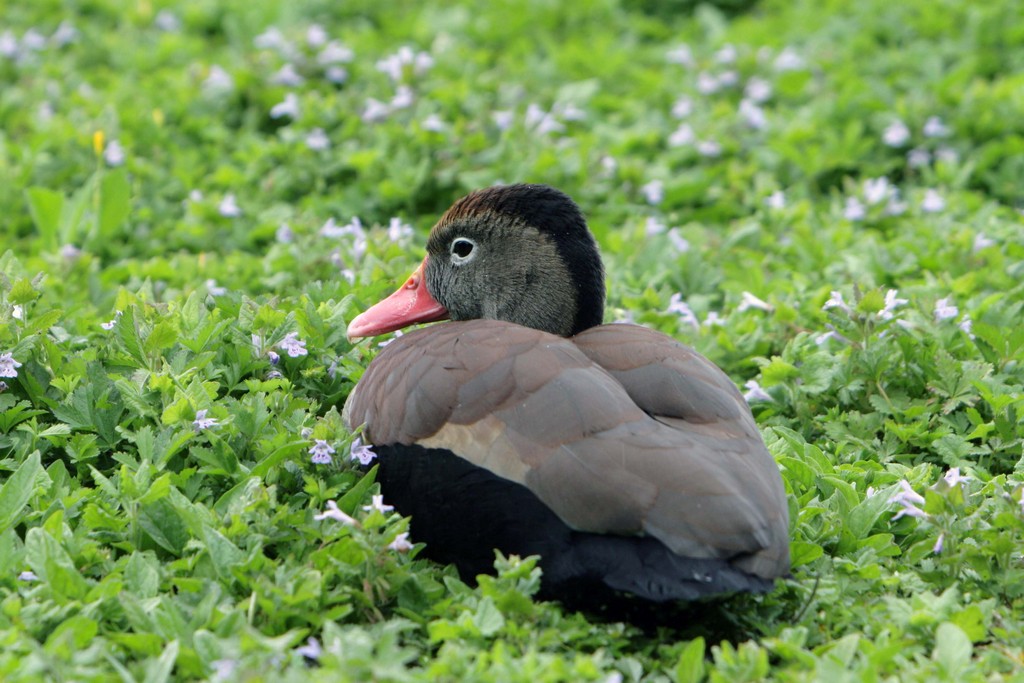 Sconosciuto all'oasi LIPU di Racconigi