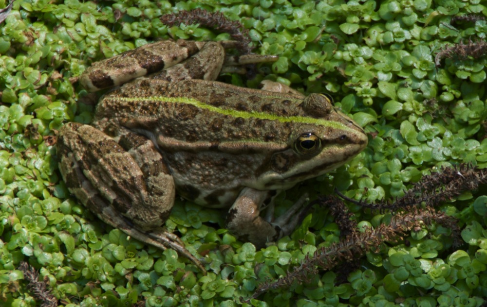 La Rana della Gola del Sagittario