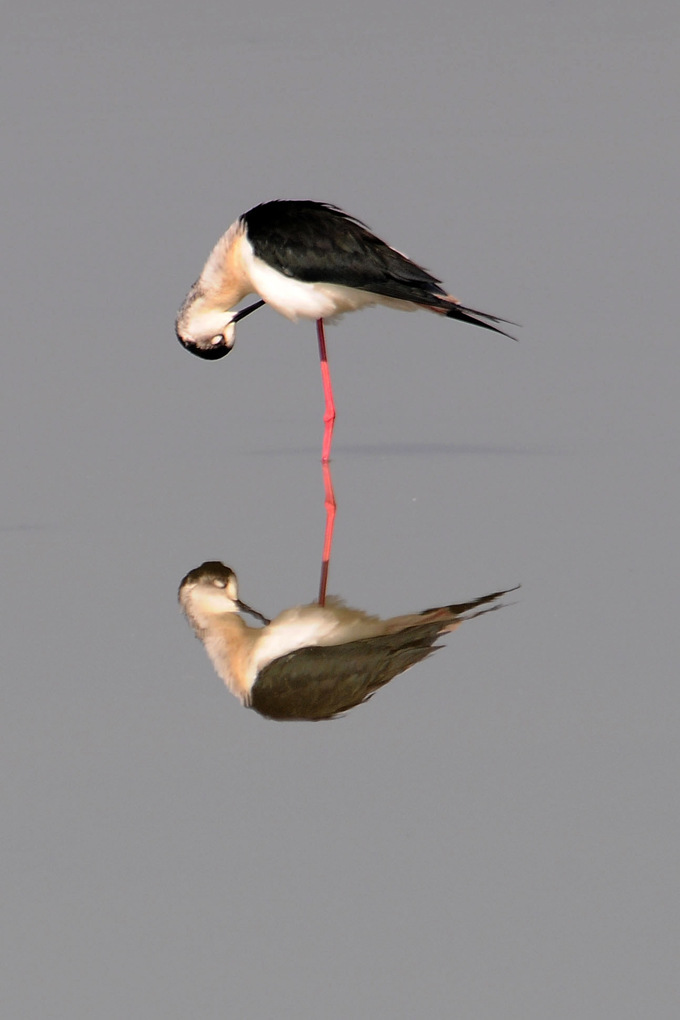 lo spettacolo comincia.....