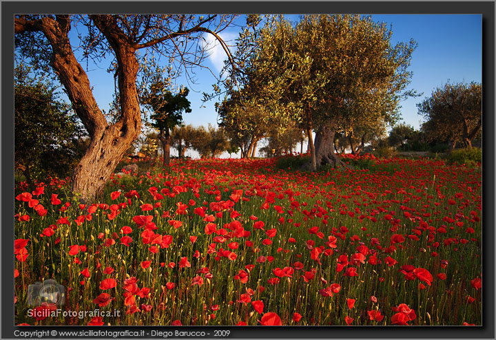 Primavera e papaveri