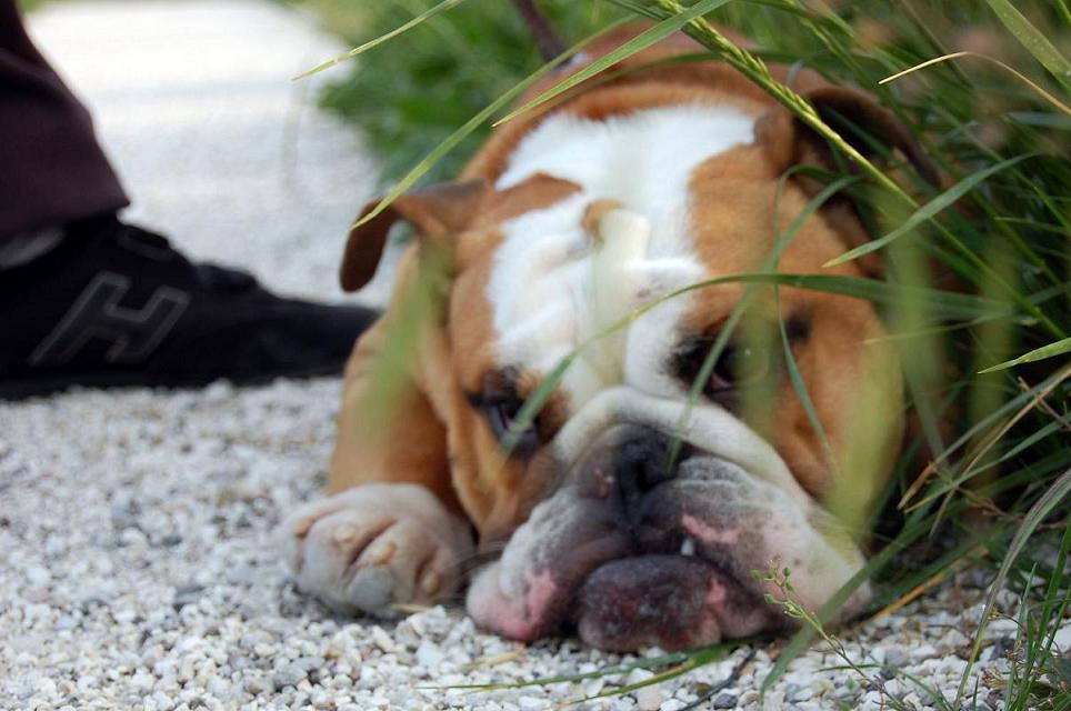 Sono stanco. Non mi muovo.