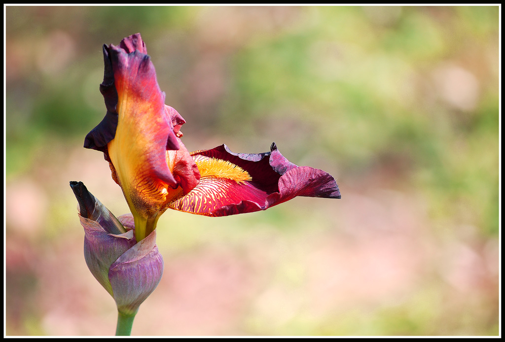 iris firenze 2009......