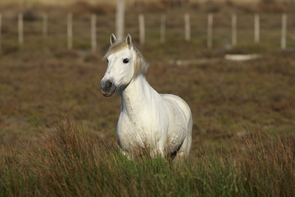 cavallo in Camargue