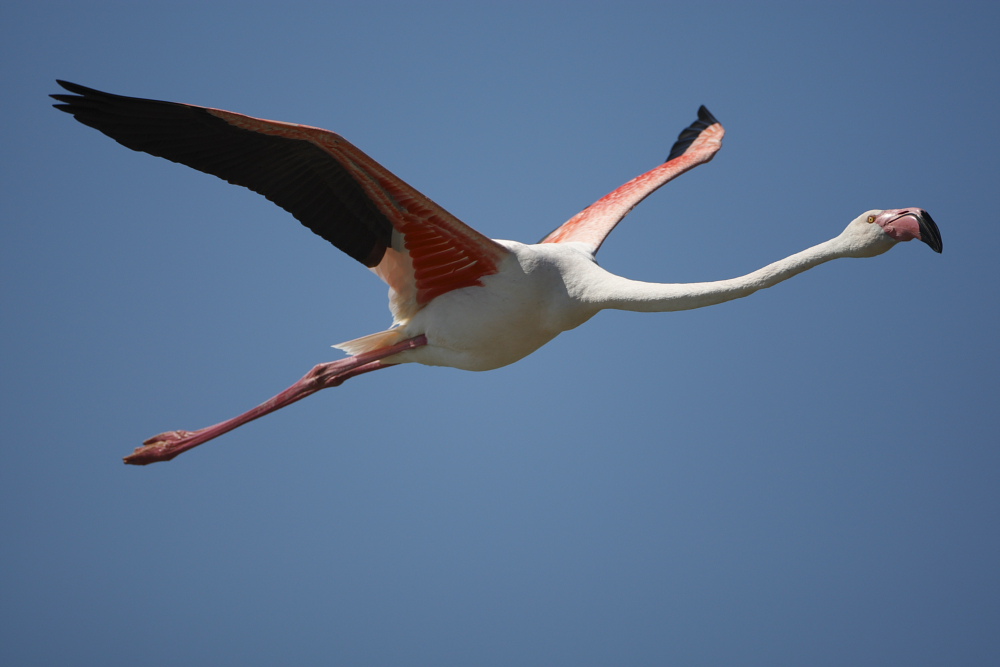 Fenicottero rosa in camargue